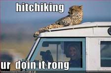 Animal,Hitchhiking