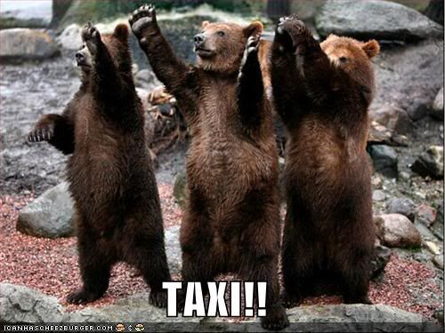 Bear,Taxi