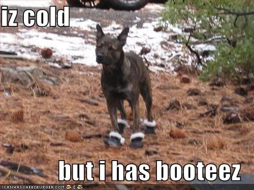 Dog,Cold,Boots