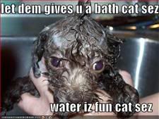 Dog,Bath,Cat