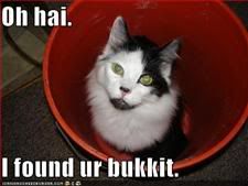 Cat,Buckets