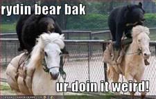 Horses,Bear,LOL