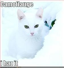 Cat,Camoflauge,LOL