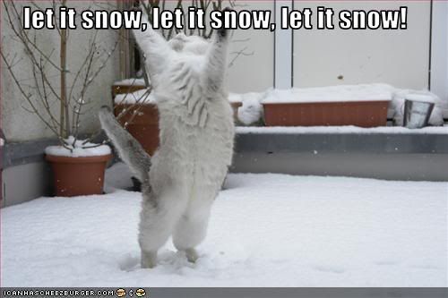Cat,Snow,Song