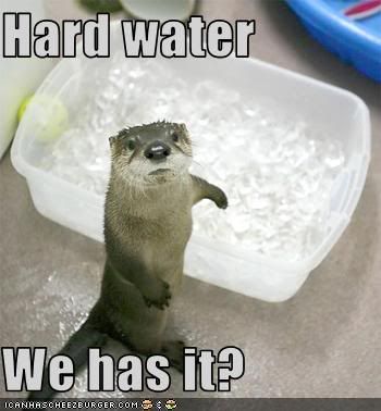 Otters,Water,LOL