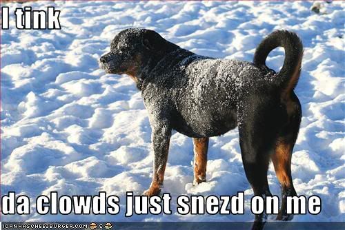 Dog,Snow,LOL