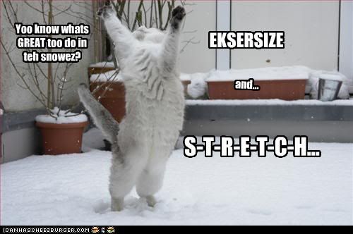 Cat,Snow,Exercise