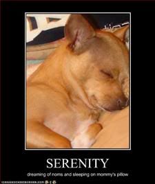 Dog,Serenity,Framed