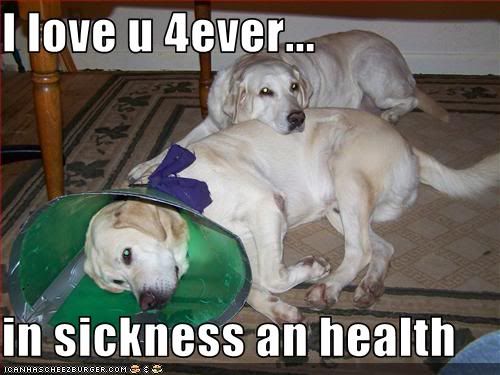 2 dogs,Yellow Lab,Love,Compassion