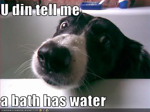 Dog,Bath,Water
