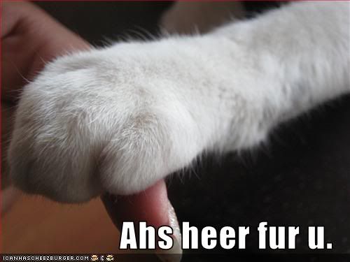 paws,Cat,Compassion