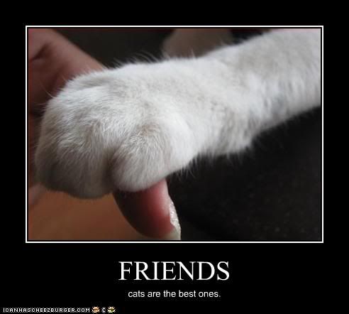 paws,Friends,Cat,Frame