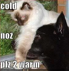 Cats,Cold,Warm,Nose