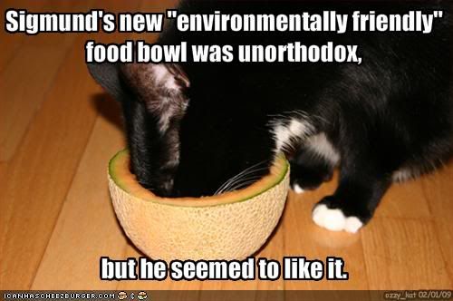 Cat,Food,Environmental