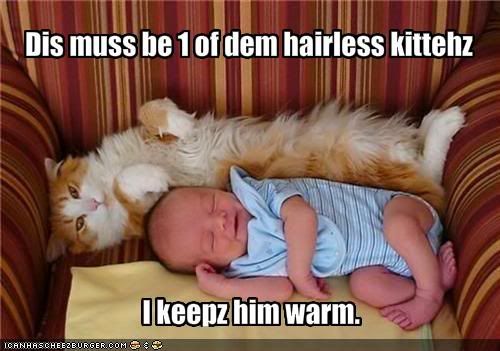 Cat,Baby,Warm