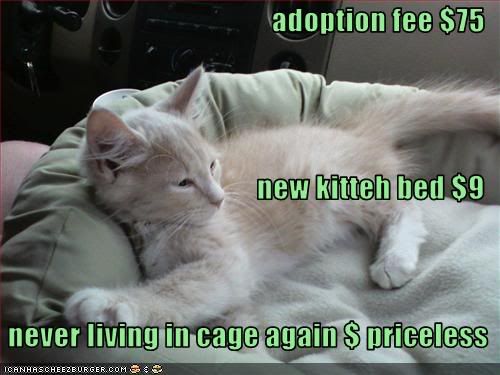 Cat,Adoption,Priceless