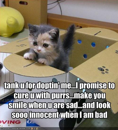 Kitten,Adoption,Innocence