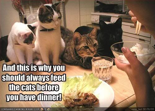 Cats,Food