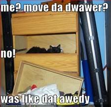 Cat,Furniture,Mischief