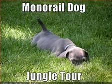 Dog,HWYD Diary,Monorail