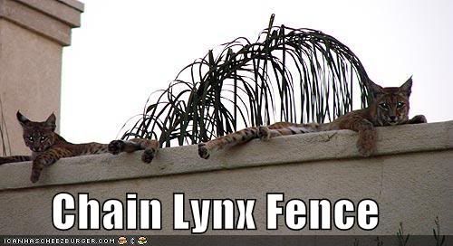 Lynx,fence,LOL,Security