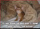 Cat,Kitten,Bed,Warm