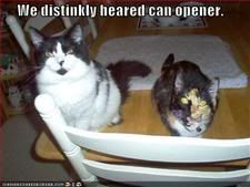 Cats,Food,Can Opener,Hearing