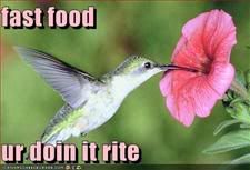 Food,Bird,Nutrition