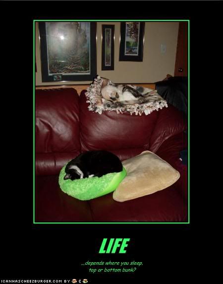 Life,Cats,Sleep