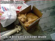 Box,Cat,Adoption