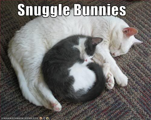Cuddle,Snuggle,Cats