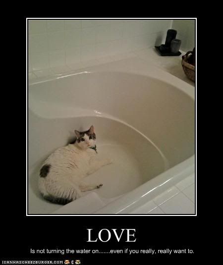 Cat,Love,LOL