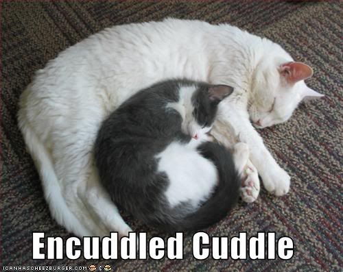 Cats,Naps,Cuddle