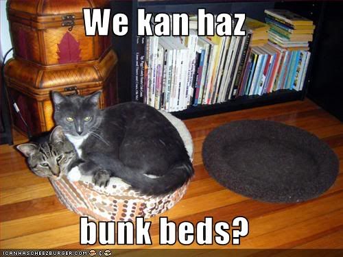 Cats,Beds