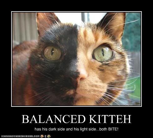 Cat,Balanced,Framed,Bite