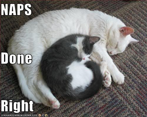 Cats,Naps