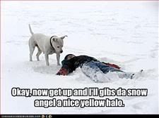 Dog,Snow,Winter