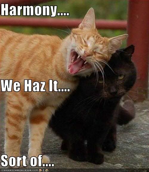 Cats,Harmony,Friends