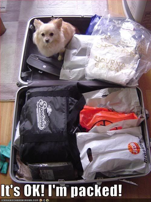 Dog,Travel,Suitcase