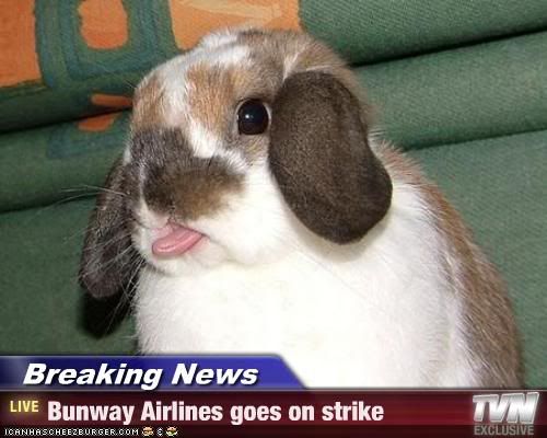 Rabbit,Airport,Problem,Travel