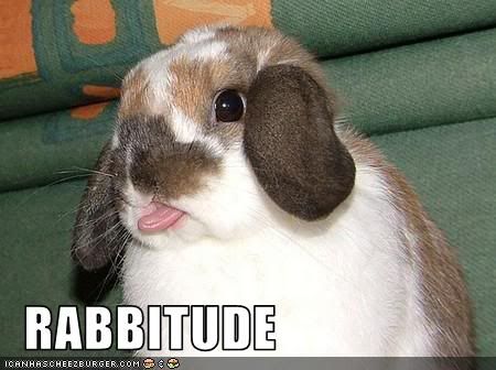 Rabbit,Attitude,Cute,LOL