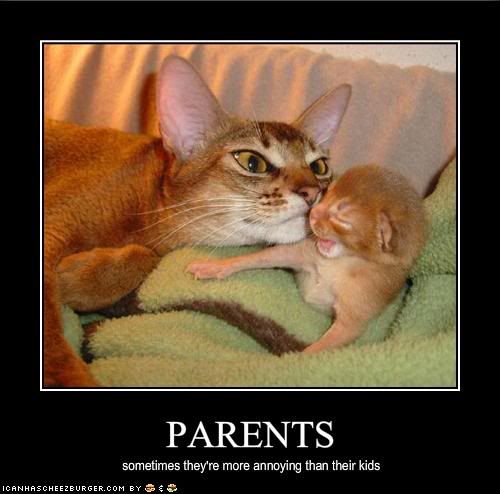 Cat,Kitten,Framed,Parents