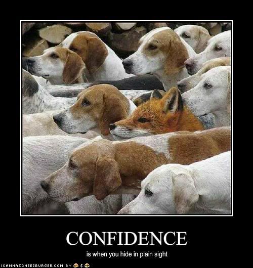 Dogs,Confidence,Fox