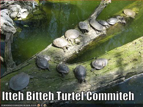 Itty Bitty,Turtles