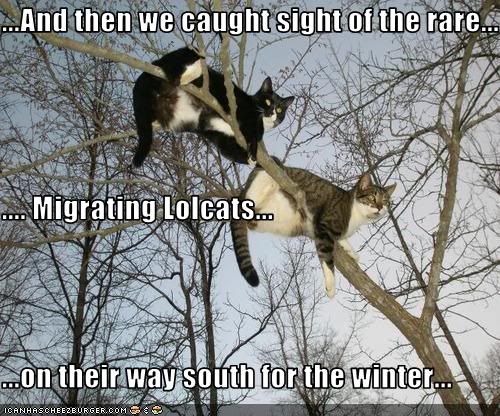 Cats,Winter,Migration