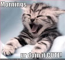 Wake Up,Kitten,Cute,Morning