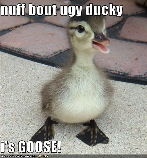 Ugly Baby Duck