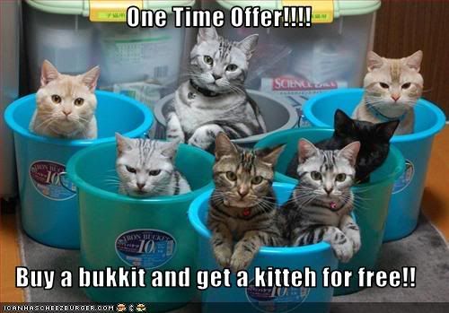 Cats,Buckets,Offer