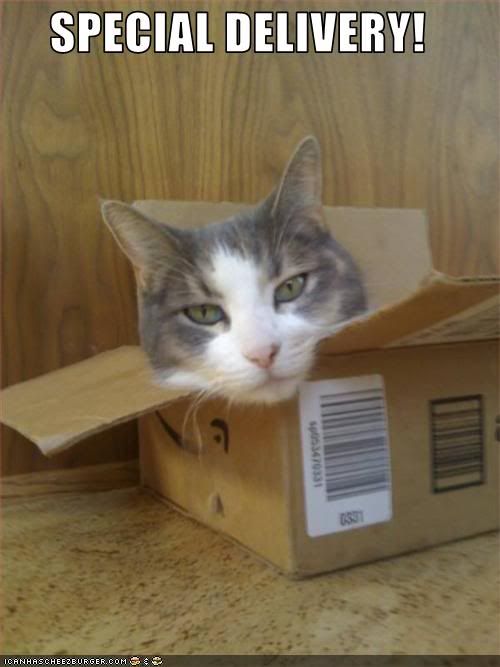 Cat,Box,Delivery