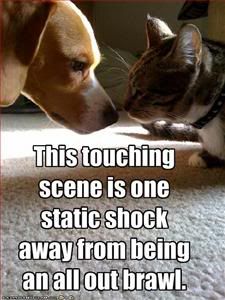 dog and cat,Shock